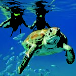 Hawksbill-turtle